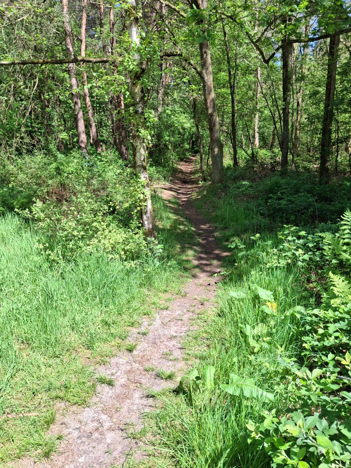 Boswandelpad in de omgeving